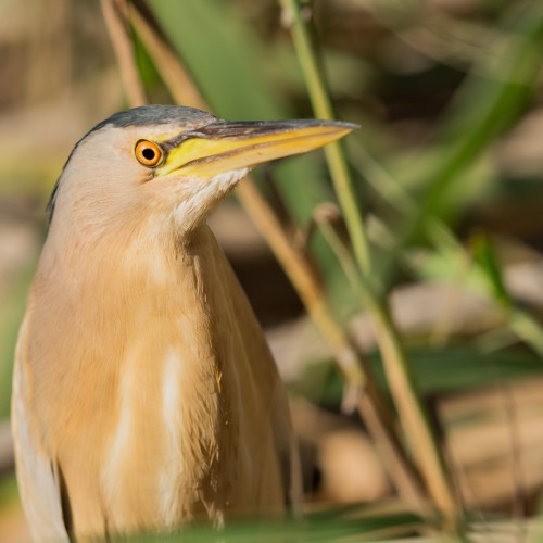 Wasservögel