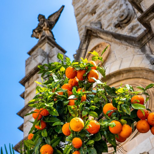 Orangen, der Motor hinter dem Erfolg von Sóller